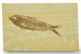 Detailed Fossil Fish (Knightia) - Wyoming #369397-1